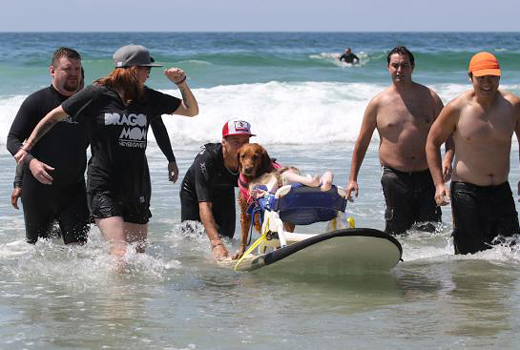Surf Dog 2